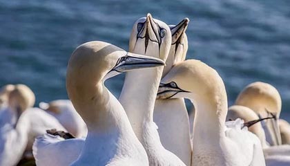 开云体育-德国强势碾压意大利，西西帕斯耀眼全场：网球界的激情对决与星光闪耀