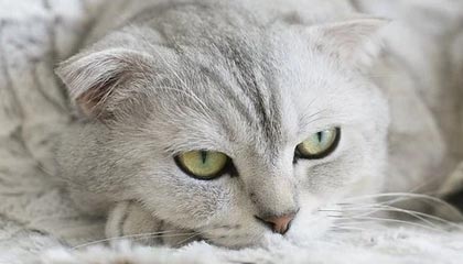 开云体育在线-SBTC爆冷C9，ShowMaker爆发神勇