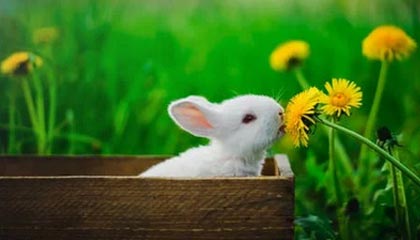 开云体育入口-克罗地亚鏖战瓦伦西亚，阿奎罗统治全场——足球激情与荣耀的完美演绎