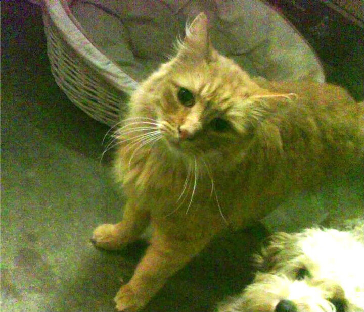 开云体育在线-伦纳德完美爆发！马刺力克独行侠，一战封神的夜晚